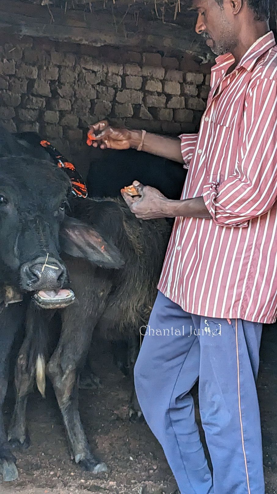 Jharkhand, Sohrai festival "Painting aripan to welcome the cattle"  — part 5