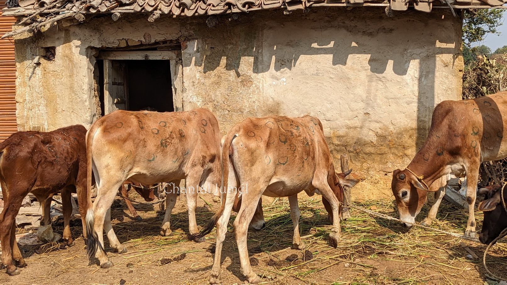 Jharkhand, fête agricole de Sohrai, "Peindre des aripan pour accueillir le bétail" — partie 5