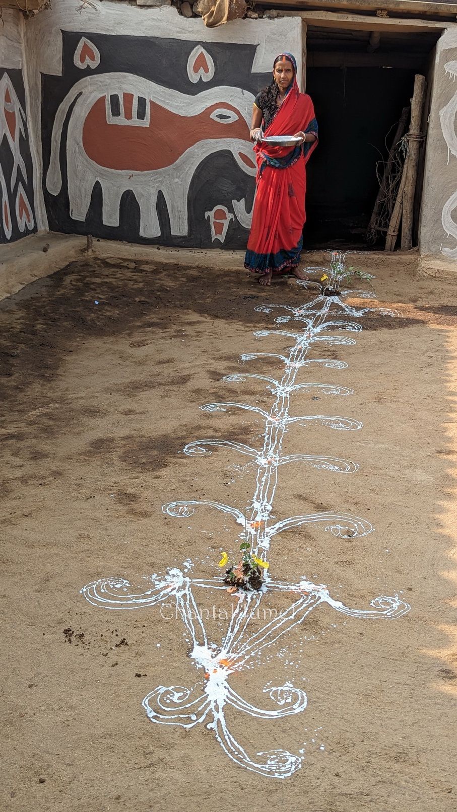 Jharkhand, fête agricole de Sohrai, "Peindre des aripan pour accueillir le bétail" — partie 5