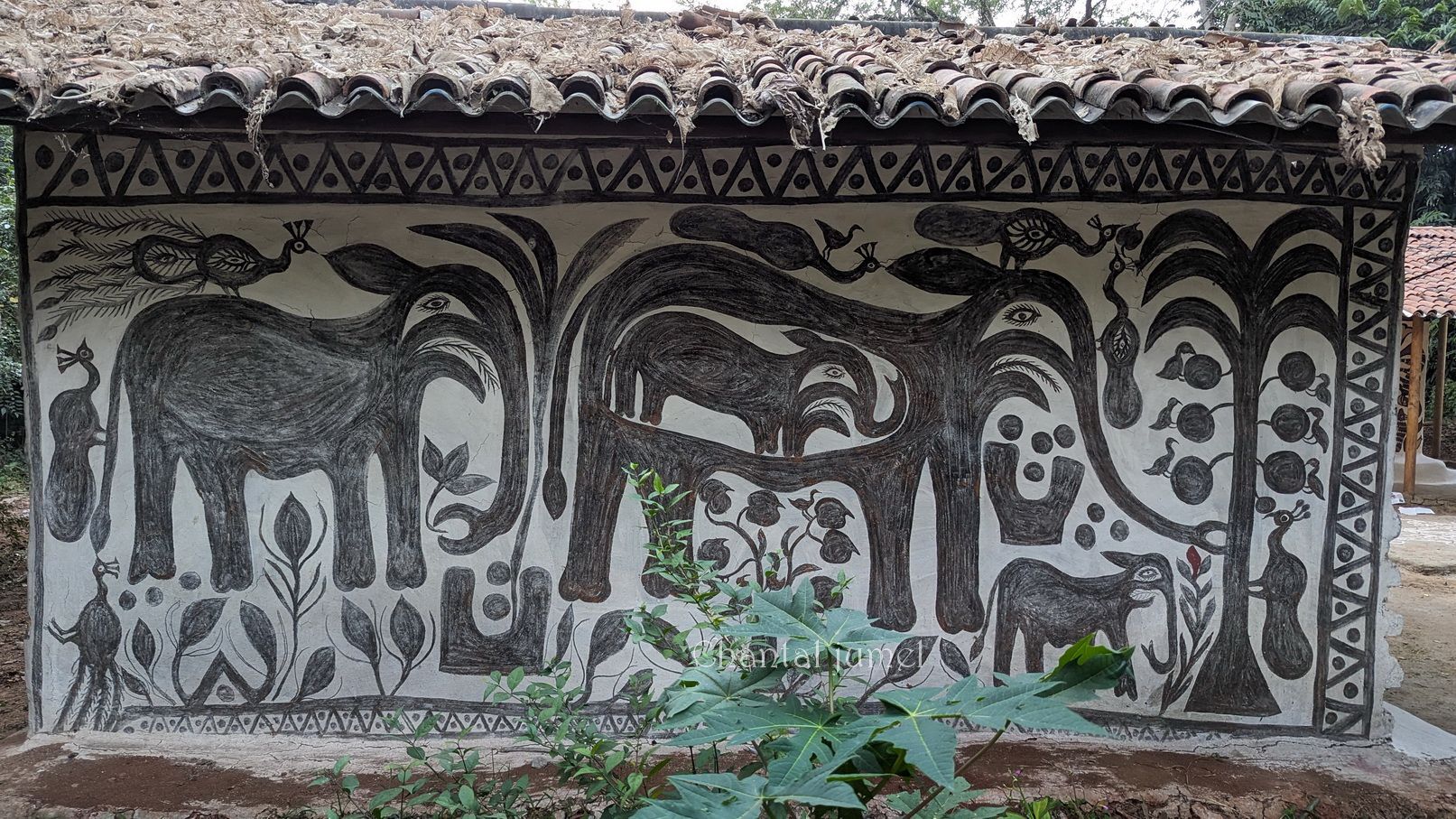 Jharkhand, Hazaribagh "Peindre les murs pour le festival de Sohrai" — partie 3