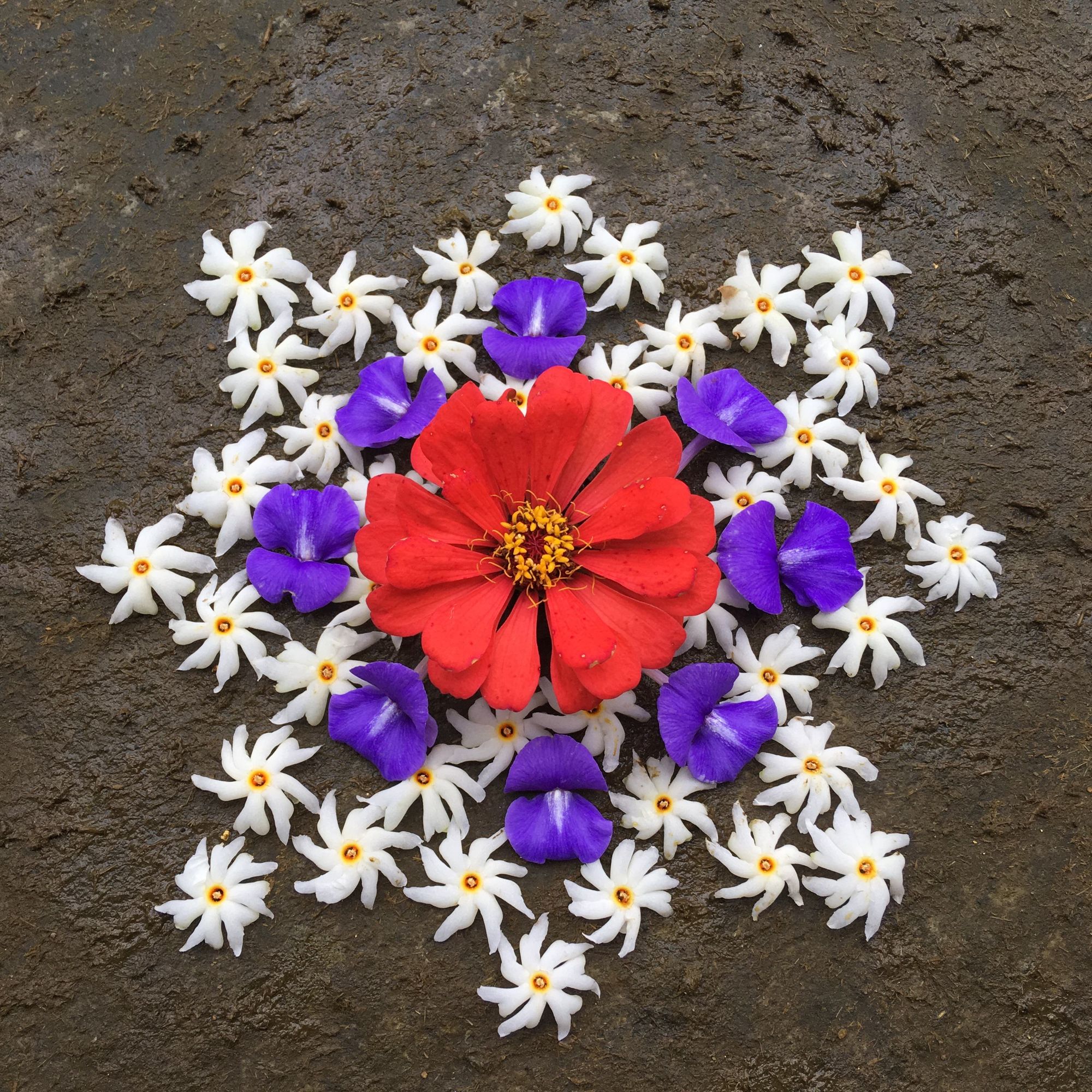 Des tapis de fleurs pour célébrer Onam — partie 2